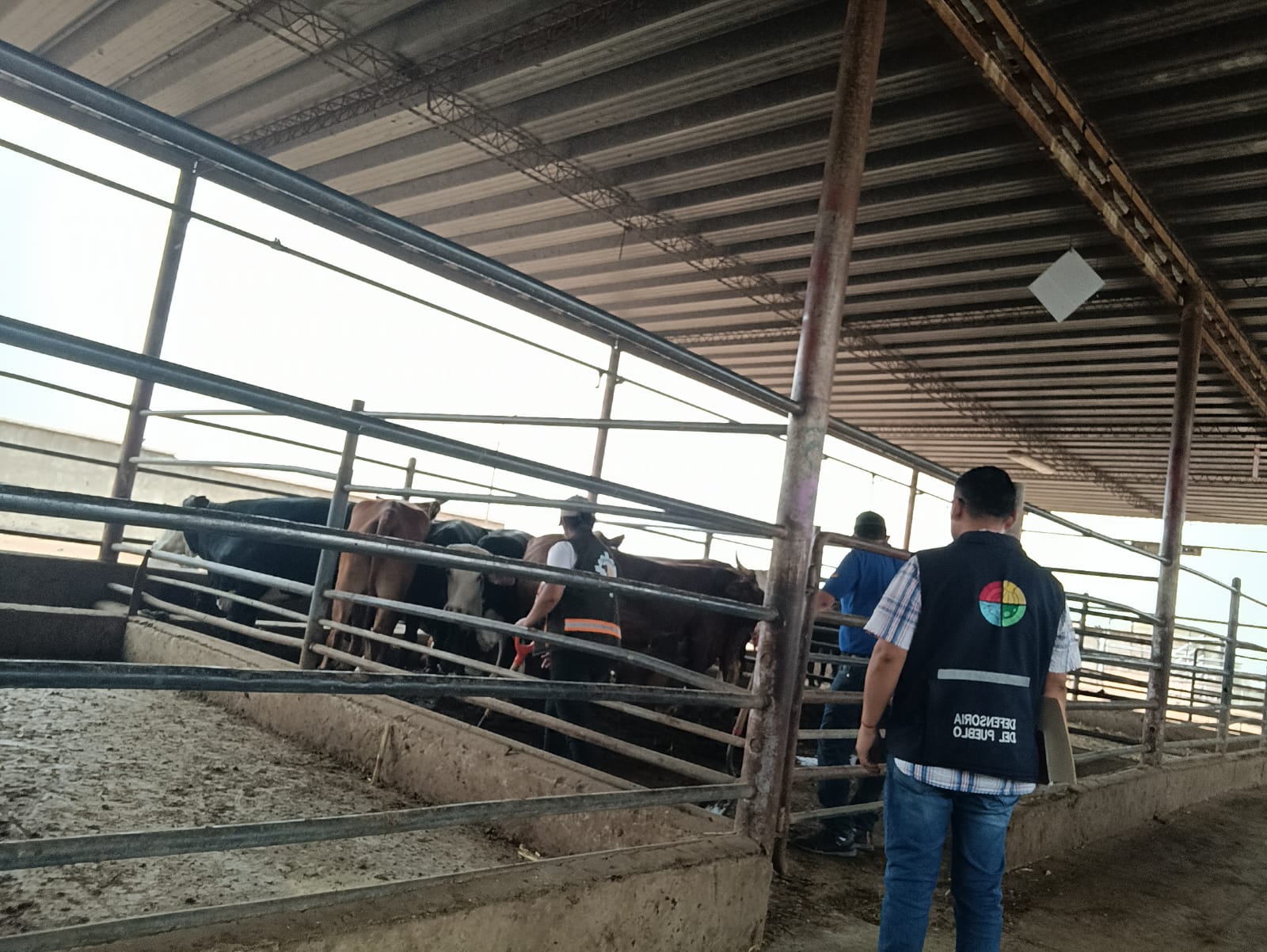 DEFENSORÍA DEL PUEBLO EN TARIJA EXIGE AL SENASAG CONDICIONES ADECUADAS PARA EL GANADO VACUNO CUSTODIADO EN EL MATADERO MUNICIPAL